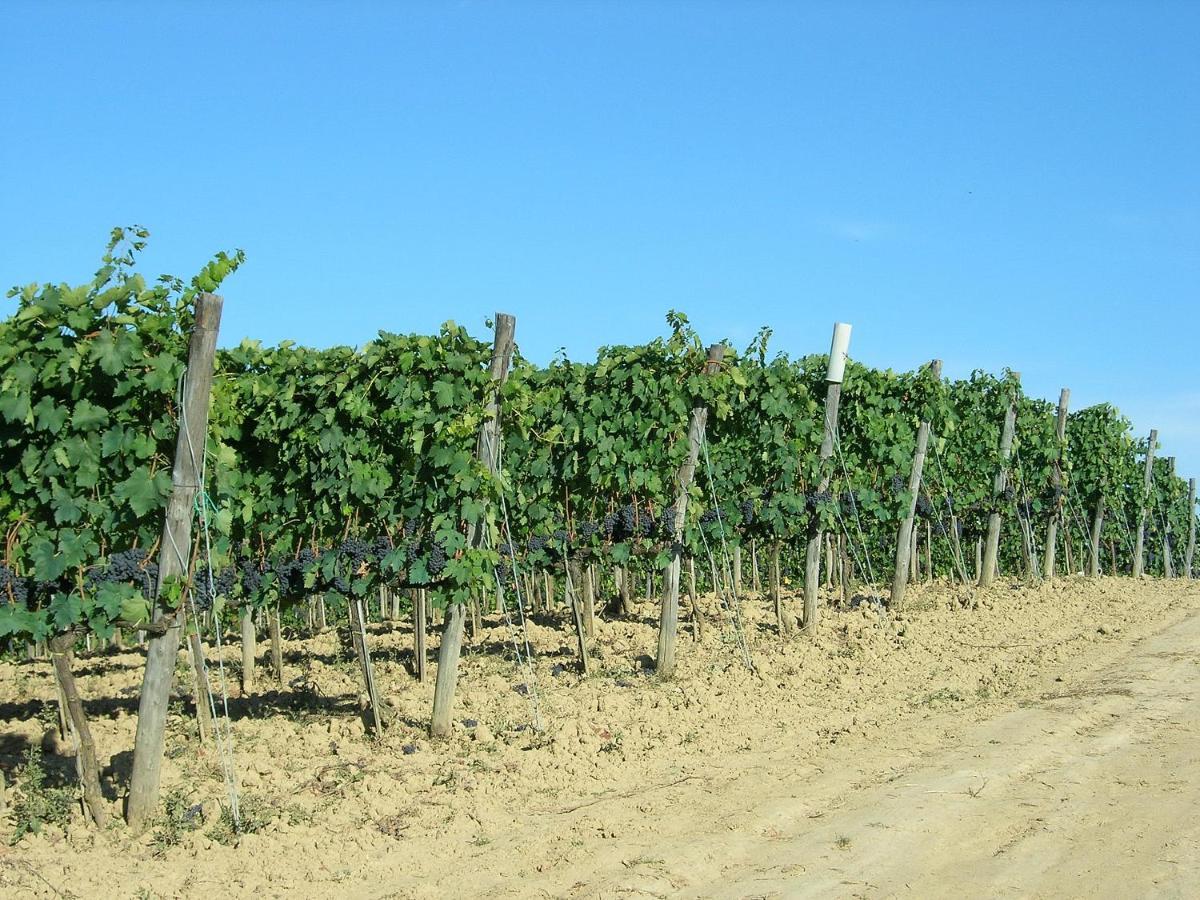 Agriturismo Poggiarellino - مونتالشينو المظهر الخارجي الصورة